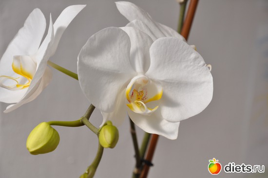 3 фото: Моя орхидея-красавица!!