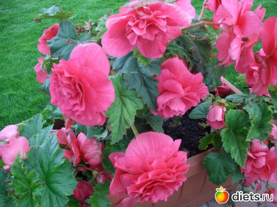 Бегония, альбом: И я люблю цветы