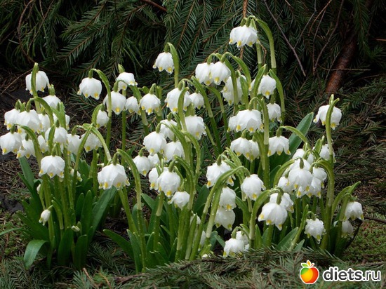 2 фото: И я люблю цветы