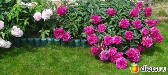 пионы, альбом: И я люблю цветы