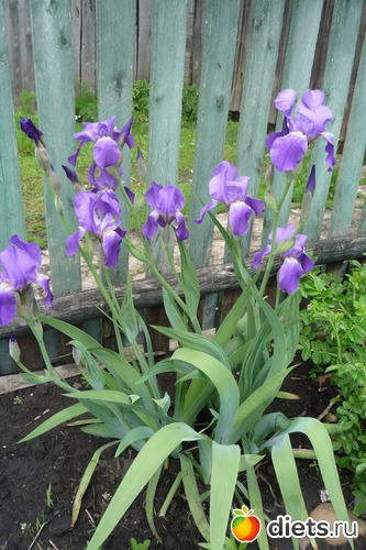 Ирисы, альбом: Мой сад-огород