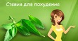 Стевия для похудения
