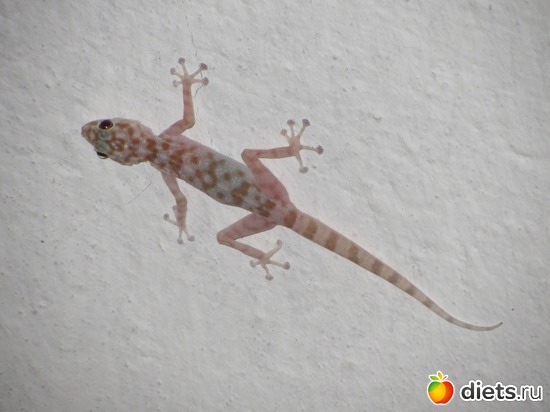 �������, ������: ������ ����-���-����