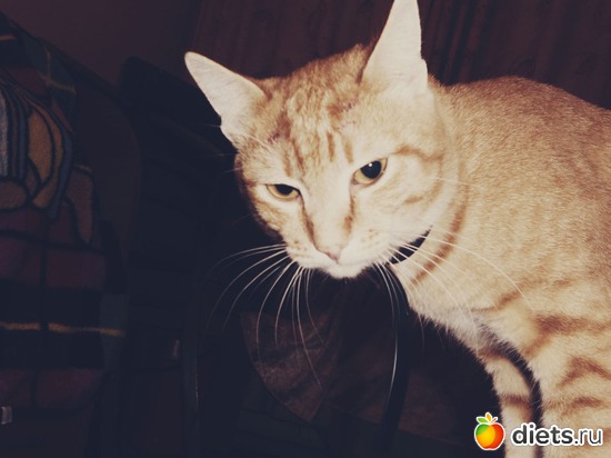 1 фото: Я и мой кот :* 2012