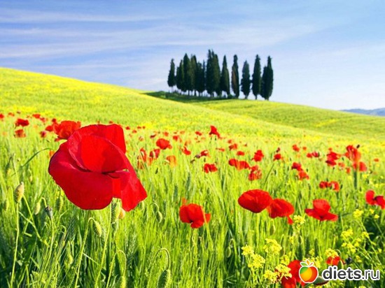 12 ����: ����...