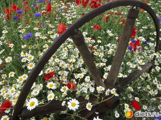 17 ����: ����...