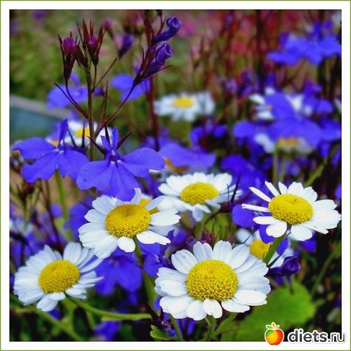 27 ����: ����...