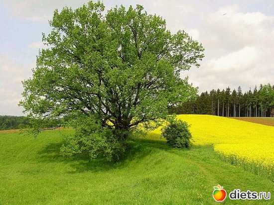 29 ����: ����...