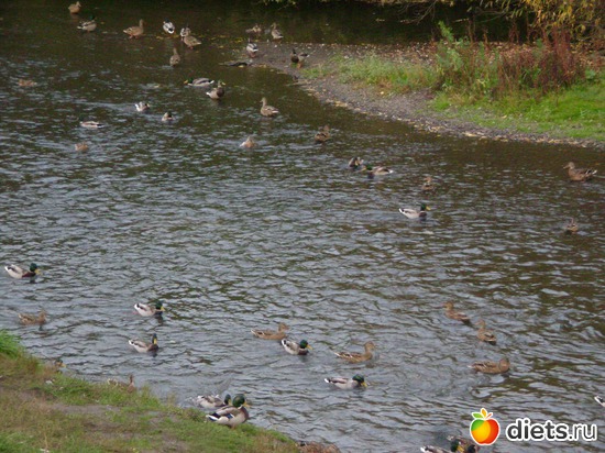 ����� ���� � ������ ������������� ������, ������: ������������ � ��������, 2012