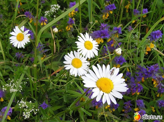 31 ����: ����...