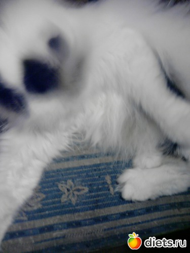 Маркиза, альбом: мои пушистики