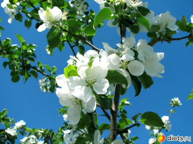 41 ����: ����...