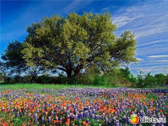 53 ����: ����...