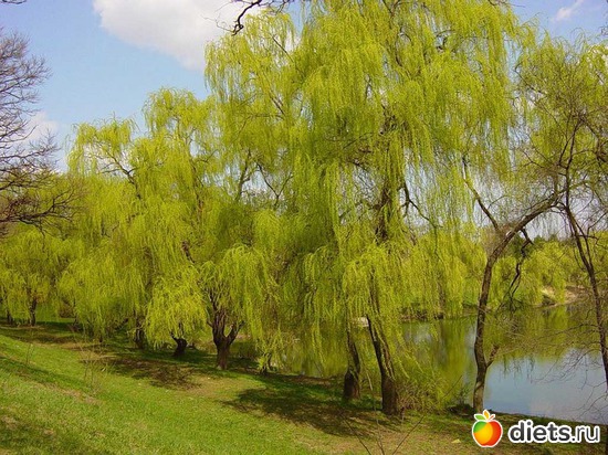 55 ����: ����...