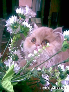 ��� ������� ������