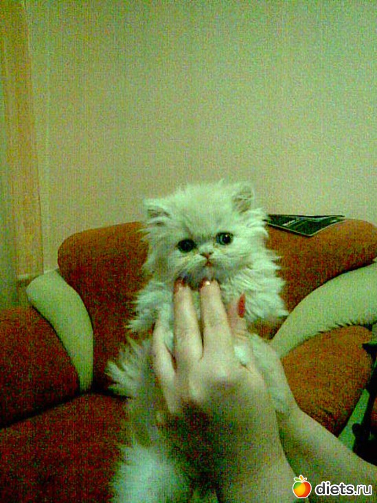 ���� ���������, ������: ��� ������� ������