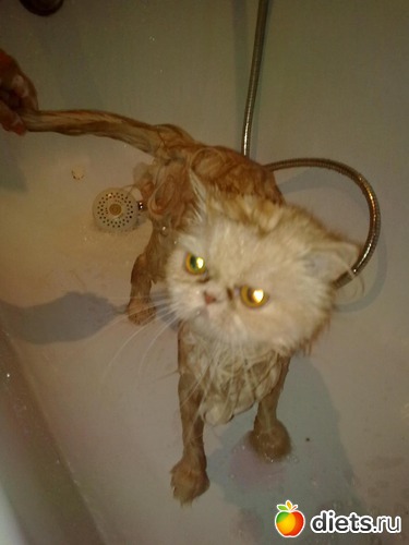 ��������� ���, ������: ��� ������� ������