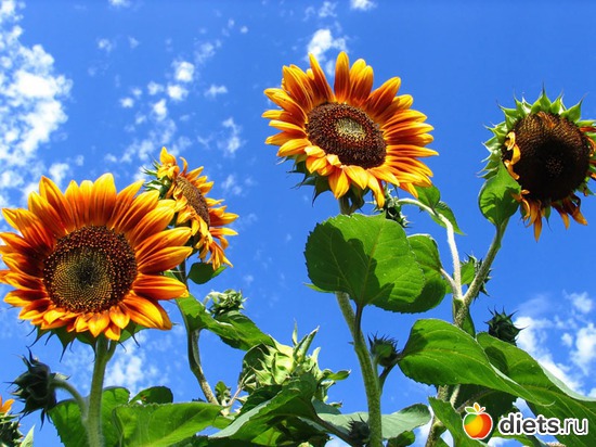 60 ����: ����...