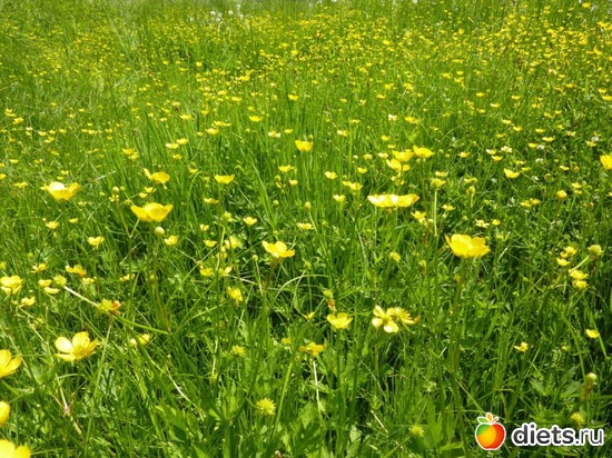 61 ����: ����...