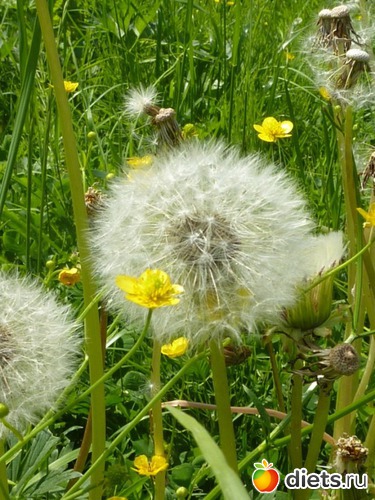 62 ����: ����...