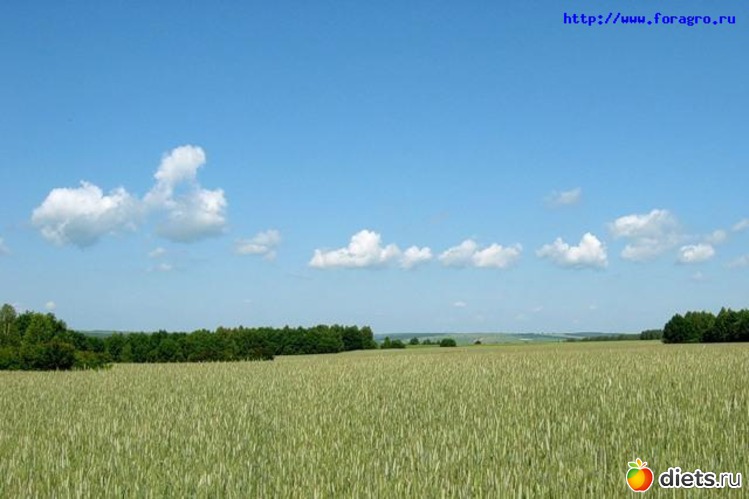 71 ����: ����...