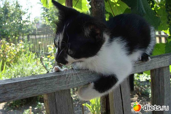 74 ����: ����...