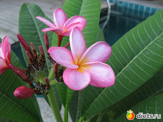 85 ����: ����...