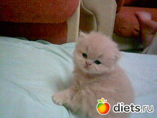 ������ �����