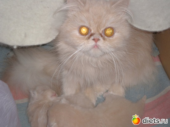 14 ����: ��� ������� ������