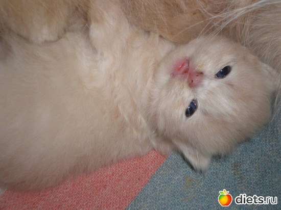 ����, ������: ��� ������� ������