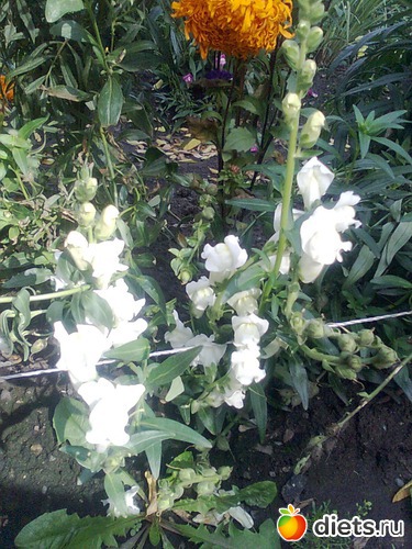 4 ����: ����� �������...