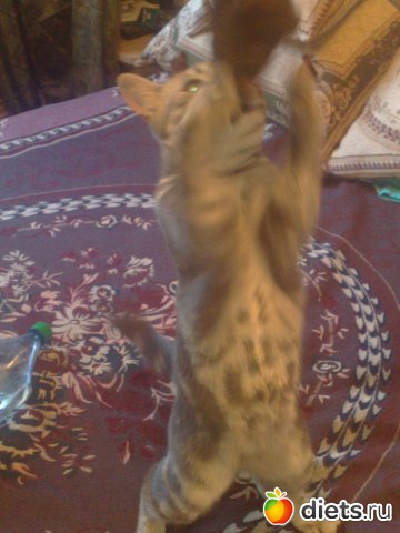 ��� ��� ����