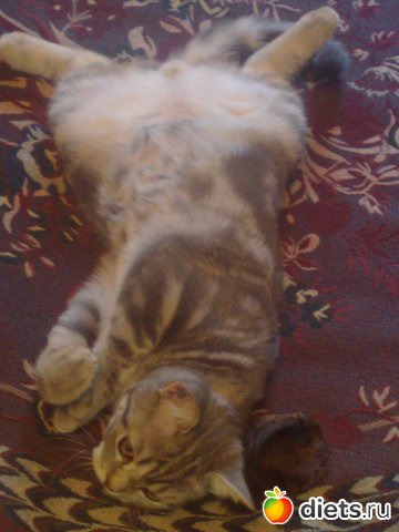 ��� ��� ����