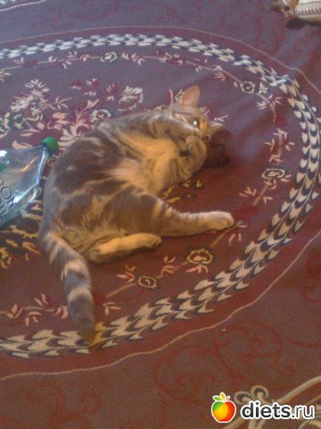 ��� ��� ����