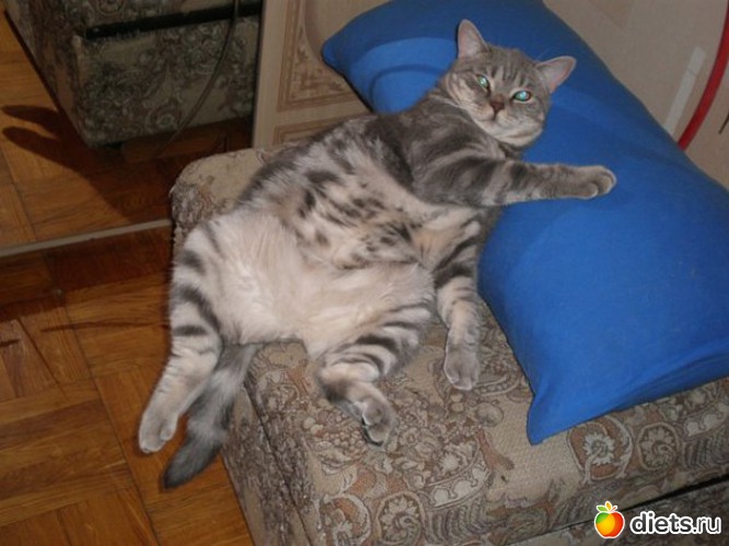 ������� ���� ��� �������, ������: ��� ��� ����