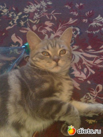 ��� ��� ����