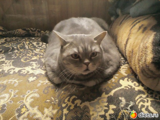 17 ����: ��� ��� ����