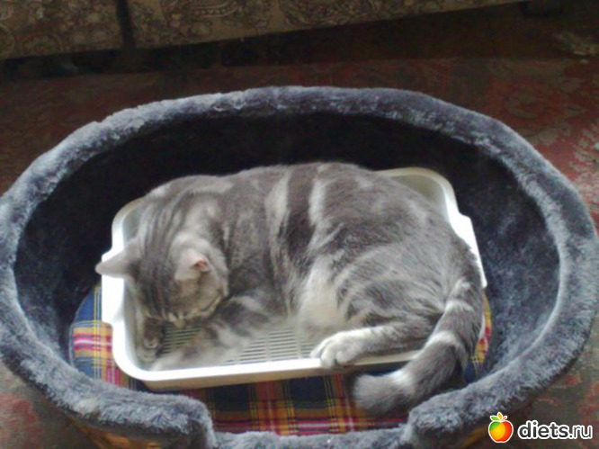 ���� �����, ���� � ������� ������ �� ����!, ������: ��� ��� ����