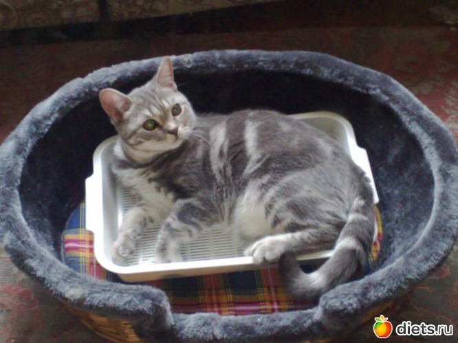 21 ����: ��� ��� ����