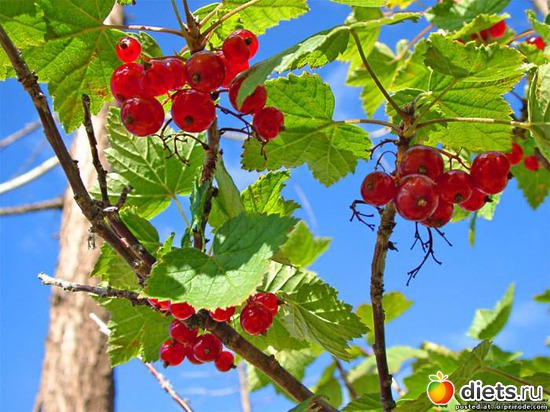 97 ����: ����...