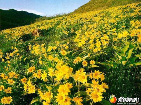 98 ����: ����...