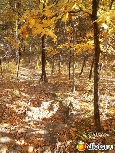 4 фото: осень
