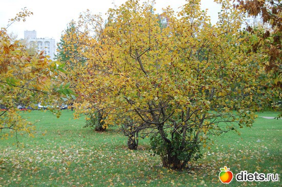 4 ����: �����