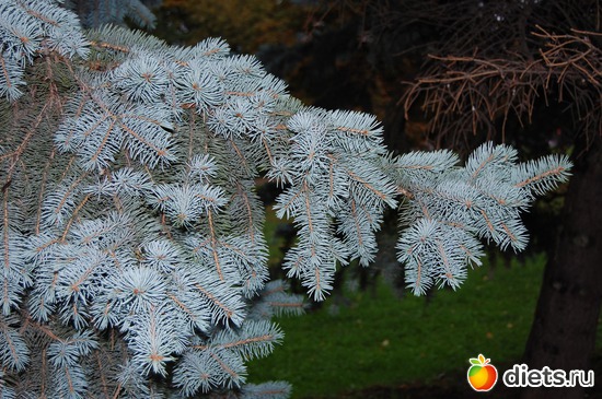 ������. ���� - ������ ������....., ������: �����