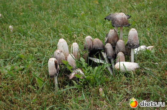 7 ����: �����