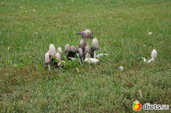 8 ����: �����