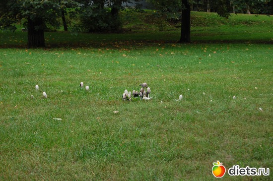 9 ����: �����