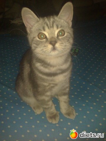 ������� ������� ������