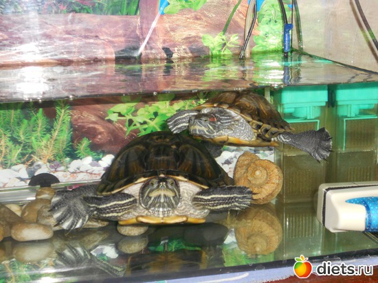 1 фото: Изюмчик и Веснушка