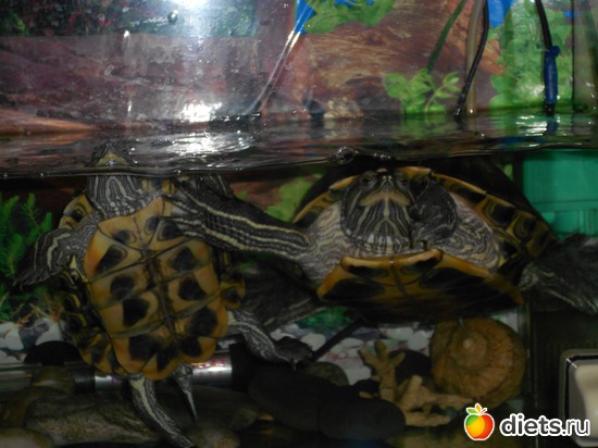 2 фото: Изюмчик и Веснушка